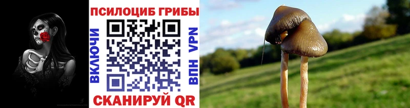кракен зеркало  Мичуринск  Псилоцибиновые грибы мицелий 